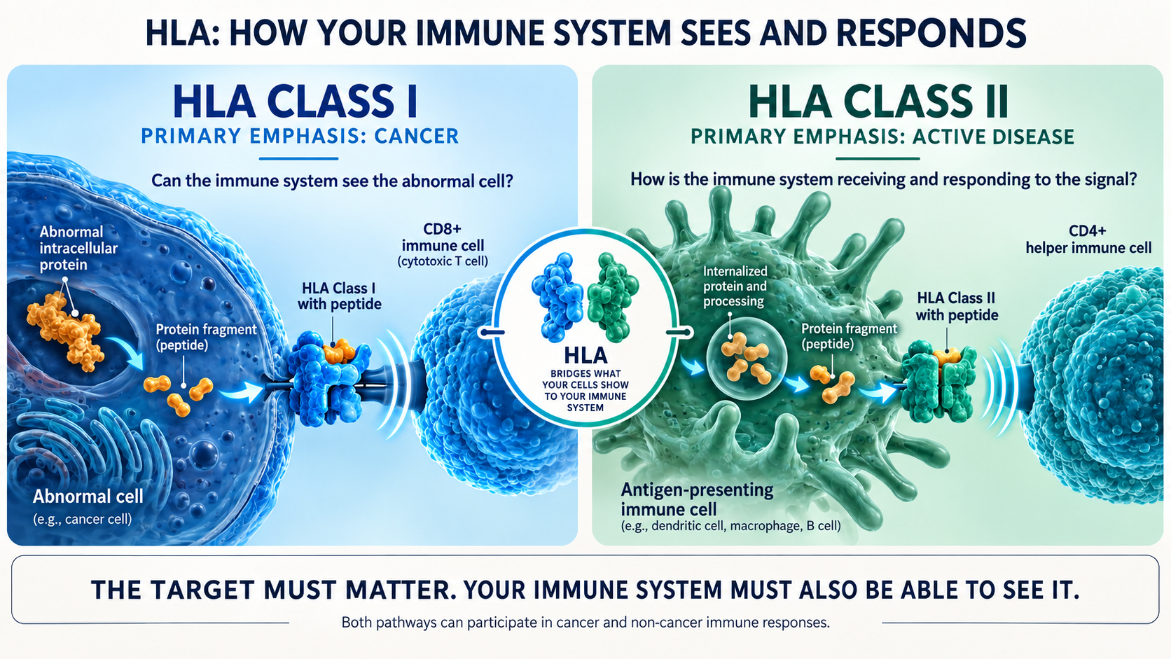 individualized hla 
